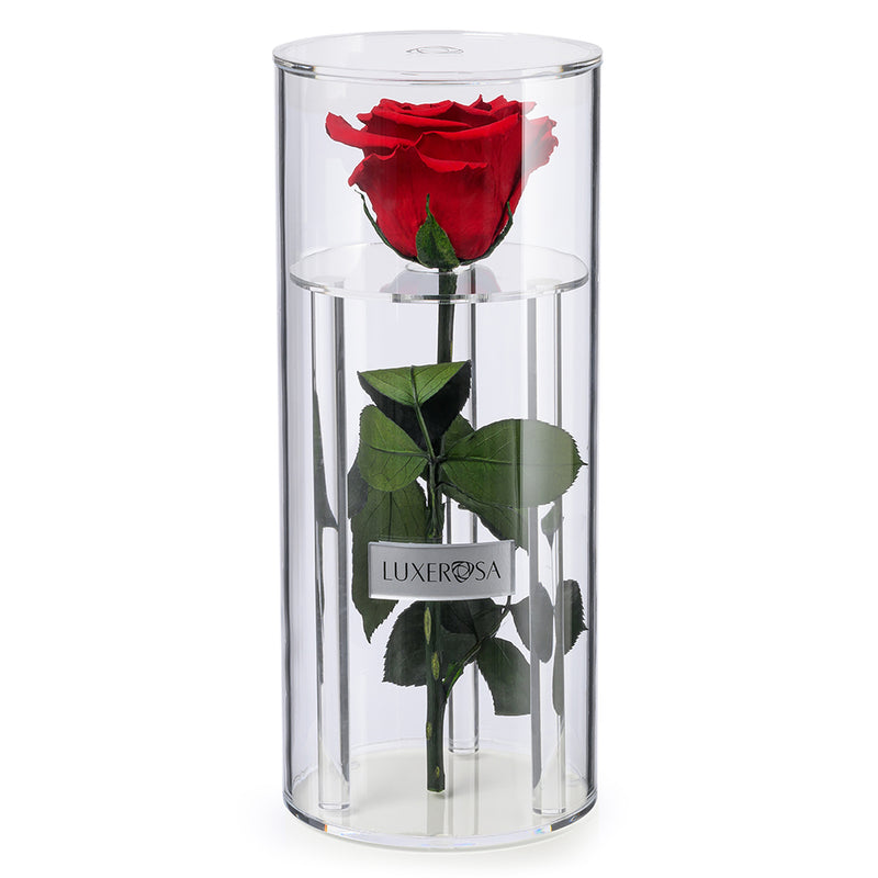 Single Forever Long Stemmed Infinity Rose In Red Colour, in a modern Beauty and the Beast style Enchanted Rose Acrylic Display - small - LUXEROSA